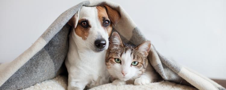 main of Help Your Pets Avoid Fleas and Ticks